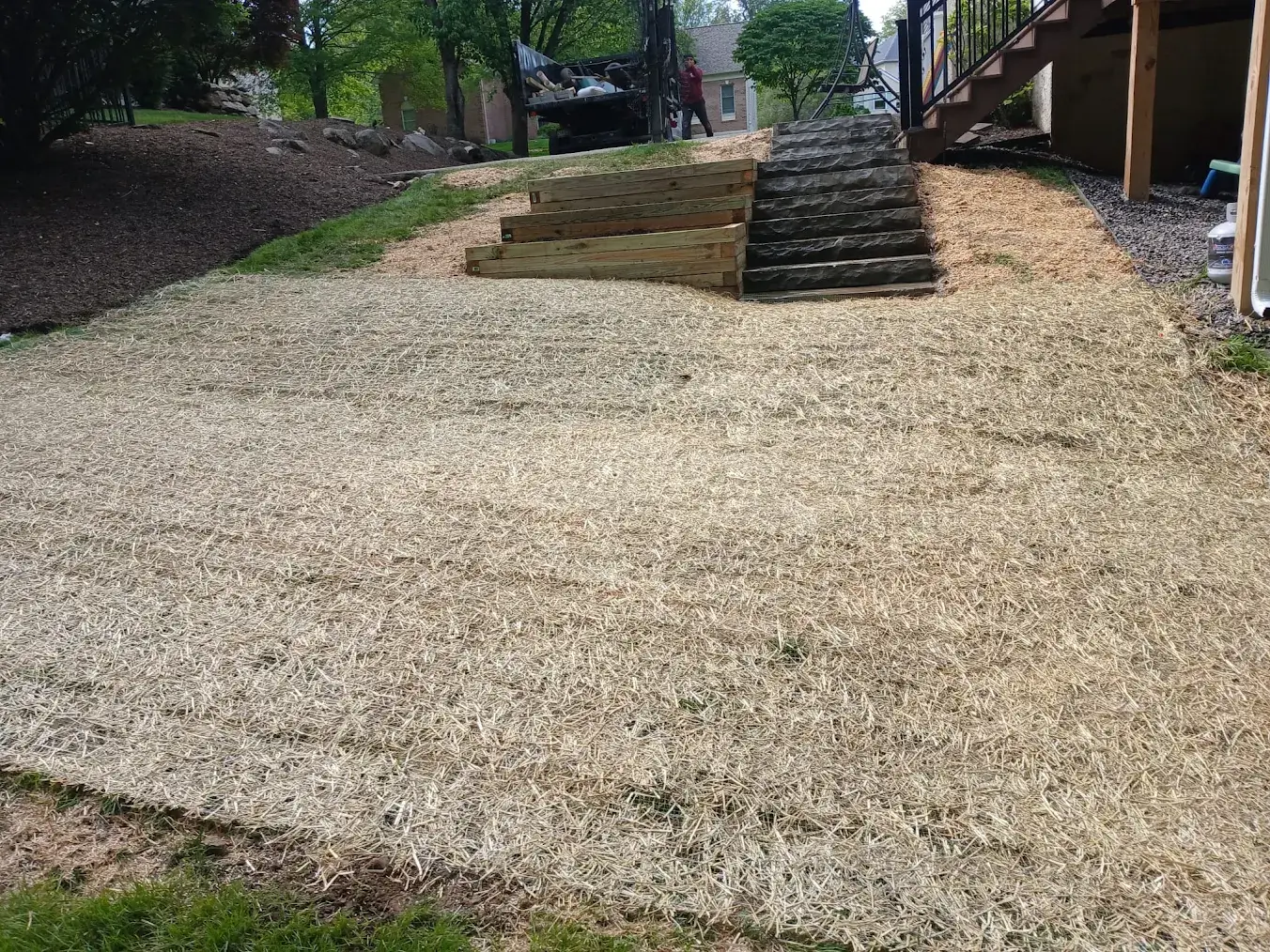 Newly seeded lawn covered with straw.