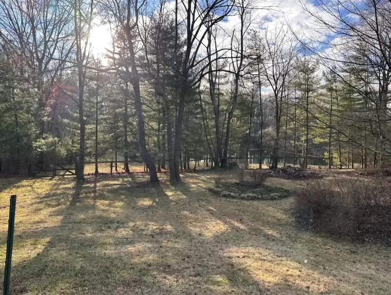 a backyard with large, bare trees.
